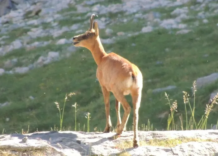 L'espugue Lejlighed Gèdre